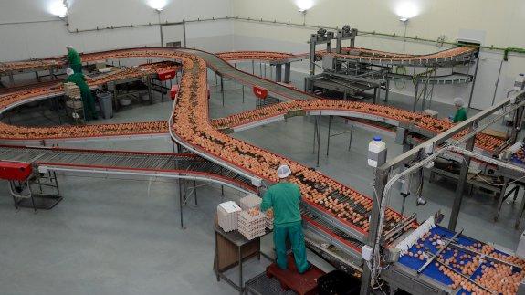 Huevos Guillén: Gallinas que producen 166 millones de euros