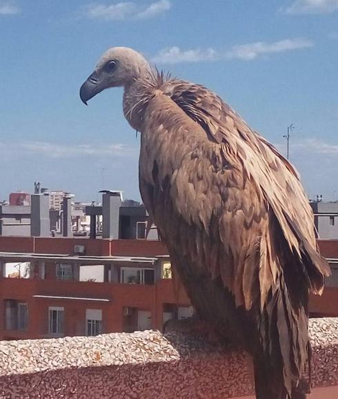 Encuentran un buitre leonado en una terraza de Valencia