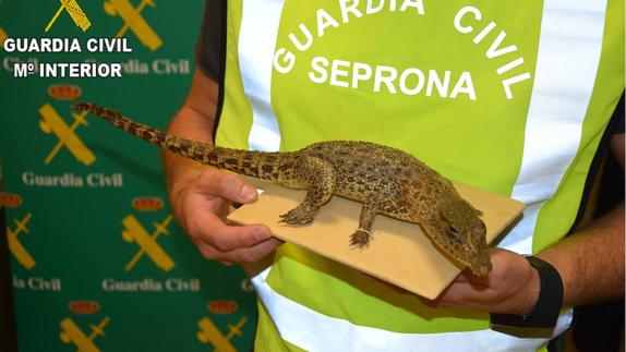 Detenida en Valencia por intentar vender un cocodrilo protegido disecado por 250 euros