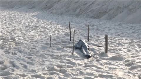 Macabro hallazgo en Copacabana