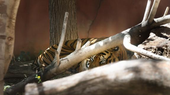 Un tigre, aislado hoy en Terra Natura.