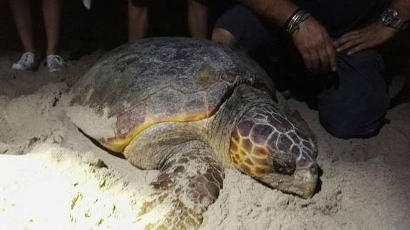 Unos paseantes hallan una tortuga desovando en una playa de Sueca