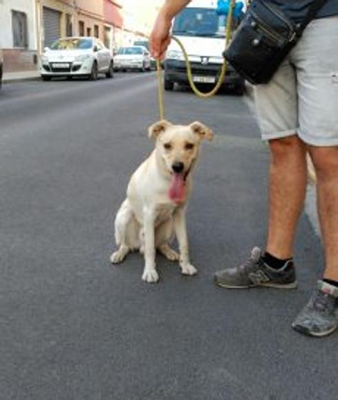 Una mujer de Benaguasil abandona a su perro atado en Burjassot y es denunciada gracias al chip