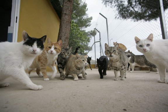 Un grupo de gatos, en una imagen de archivo. :: JUANTXO RIBES