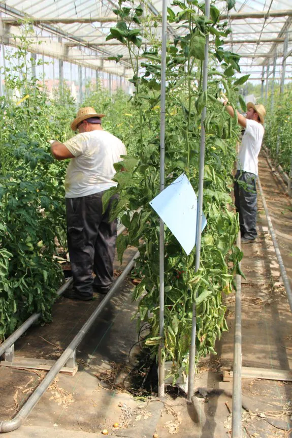 Invernadero de ensayos con tomates en cultivo hidropónico en el centro de Cajamar en Paiporta. :: V. gil