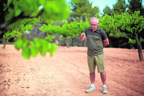 Antonio Sanz se concentra con su péndulo en una finca de albaricoques de Moixent que necesita riego. :: txema rodríguez