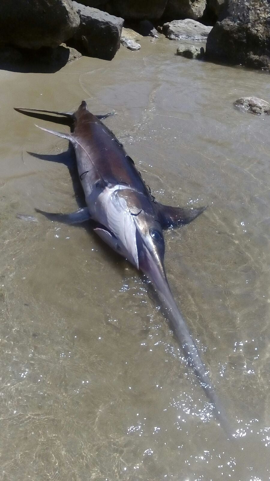 Pez espada muerto en la playa de Sagunto.
