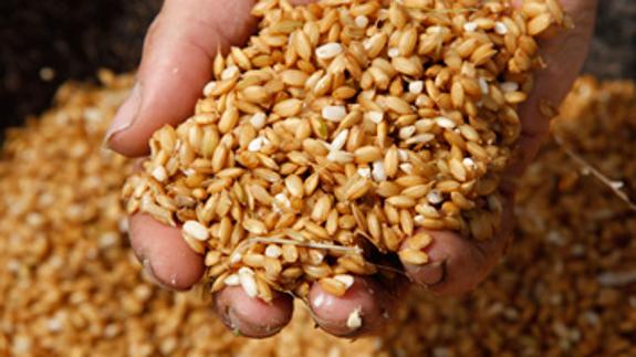 La Ruta del Arroz de Valencia