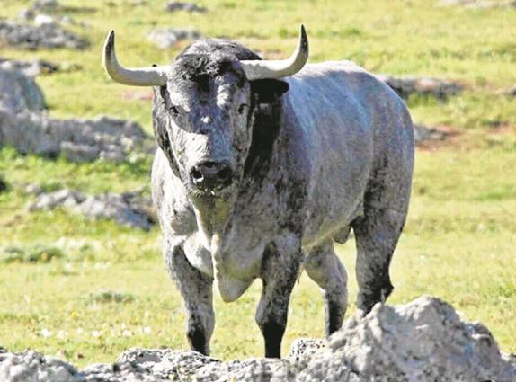 Astado de Victorino para Massamagrell.