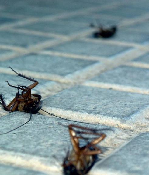 Cómo acabar con las cucarachas en casa de una manera fácil y eficaz