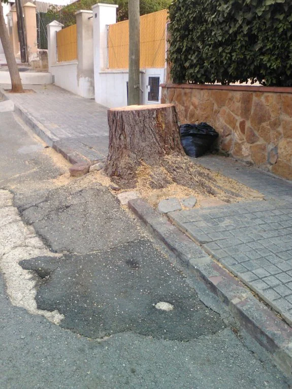 El tocón de un árbol talado en una calle de La Canyada. :: lp