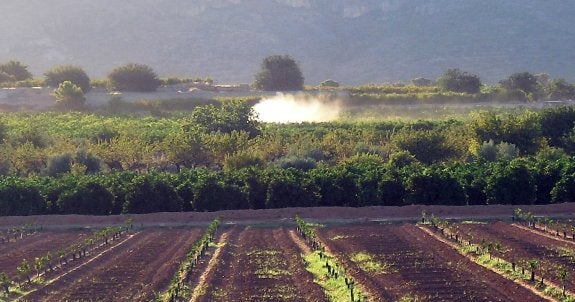 Nube de caldo insecticida de un turboatomizador que se va al aire por encima de los naranjos. :: v. LL.