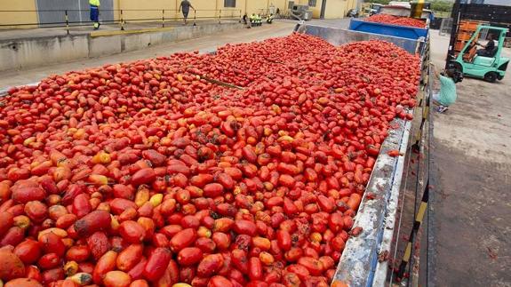 La empresa Citrimed de La Llosa (Castellón) ha cargado los 160.000 kilos de tomates que siete camiones bañera repartirán entre los cerca de 22.000 participantes en La Tomatina de Buñol. 