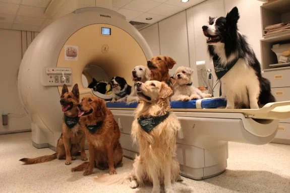 Algunos de los perros que participaron en el experimento. 