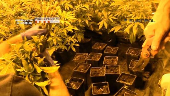 Detenidos en la Comunitat por distribución de marihuana y tráfico de armas en Europa