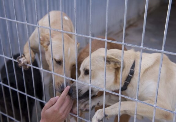 Dos perros en las instalaciones de la Protectora de Animales de la Safor. :: alba llopis