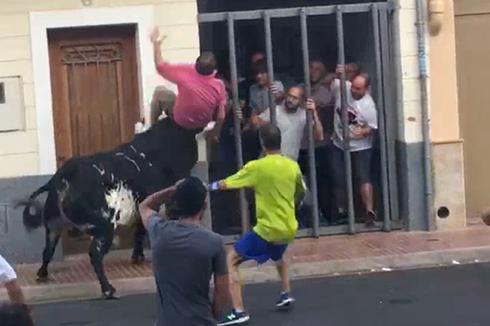 Un joven cita a un toro, ayer, en Puçol. :: irene marsilla 