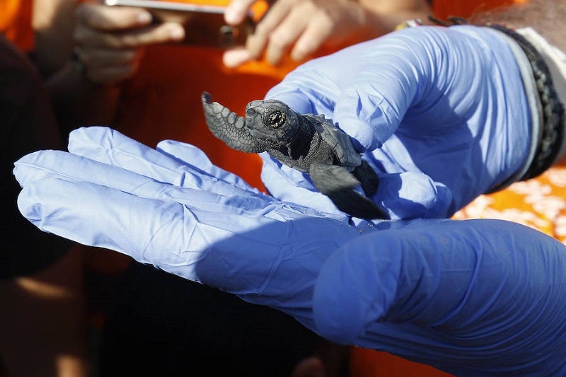 Una de las tortugas boba que nacieron a principio de semana. 