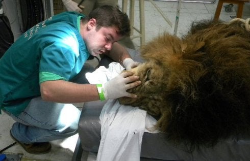 Arriba, el dentista brasileño Roberto Fecchio posa con un rinoceronte africano al que atendió de un problema dental. A la izquierda, durante una operación a un león. Su especialidad son los grandes felinos, aunque atiende a todo tipo de animales exóticos. 