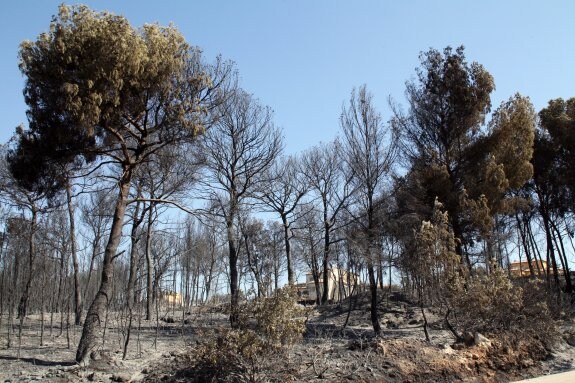 Zona afectada por el devastador fuego que castigó el término municipal de Xàbia y el de Benitatxell. :: tino calvo