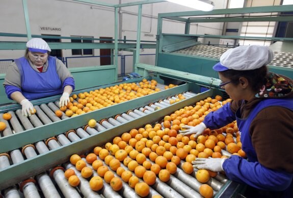 Trabajadoras en un almacén de naranjas de Godelleta (Valencia). 