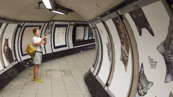 Los gatos han conquistado todos los paneles publicitarios de esta estación de metro londinense