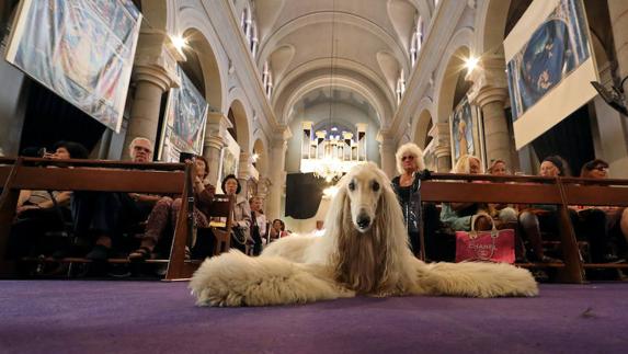 Pintoresca bendición de animales en una iglesia de Niza