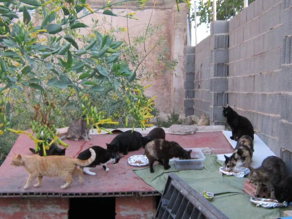 Los gatos de la colonia de la calle Gibraltar. :: pacma