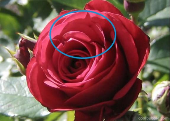 Solución | En esta rosa hay camuflado un animal, ¿sabrías decir cuál es?