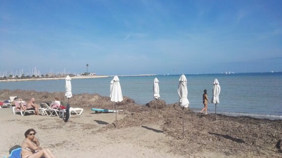Algunos bañistas en la playa de la Marineta Cassiana se quedaron sorprendidos al ver que la orilla estaba repleta de algas. :: lp