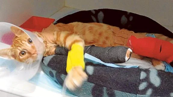 Denuncian el abandono de un gato con una pata rota tras caer de un balcón en Burjassot