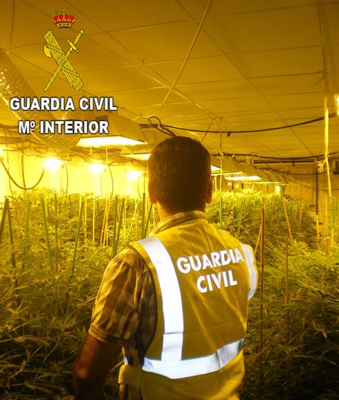 Imagen de una de las plantaciones de marihuana. 