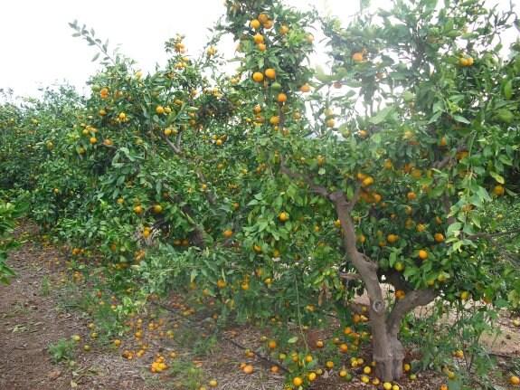 Millones de kilos de mandarinas se están perdiendo en el campo