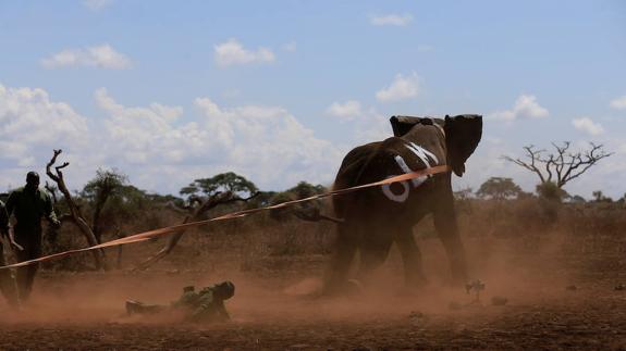 La dificil tarea de ayudar a un elefante en la selva