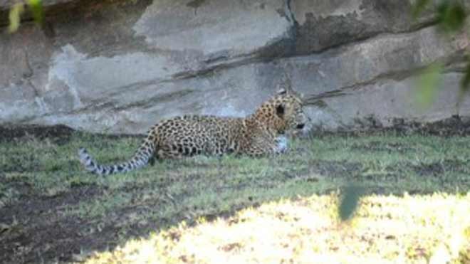 El cachorro de leopardo del Bioparc se llamará Ekon