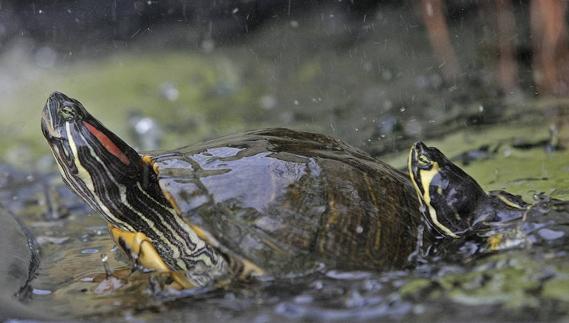 Un estudio detecta salmonella en casi el 30% de las tortugas mascota