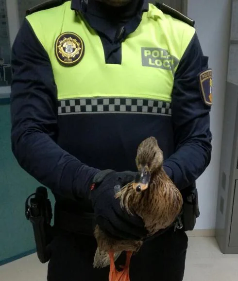 Policía local de Calp con un pato salvaje rescatado de la carretera.