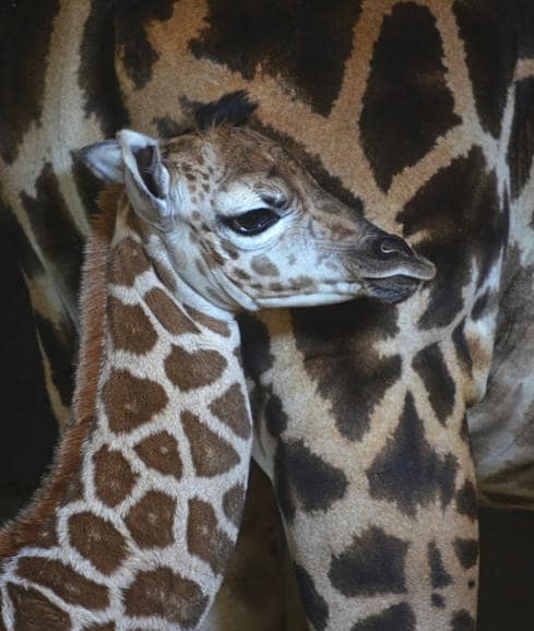 Nace una jirafa en Bioparc Valencia de una subespecie en grave peligro de extinción