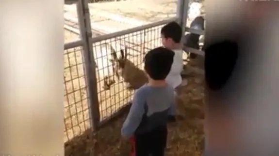 El vídeo de un niño que intenta pegar un cabezazo a una cabra arrasa en la red
