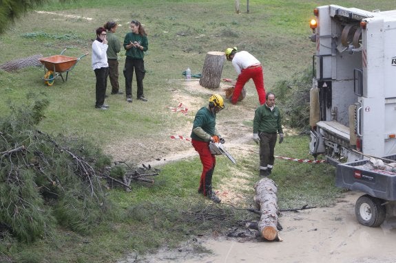 Operarios municipales trocean uno de los árboles antes de cargar los restos en el camión de la basura. :: manuel molines