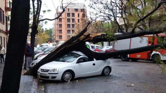Caída de árboles por la lluvia y el viento en Valencia