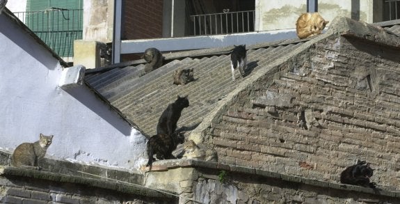 Un grupo de gatos descansan en el tejado de una casa abandonada. :: j. signes