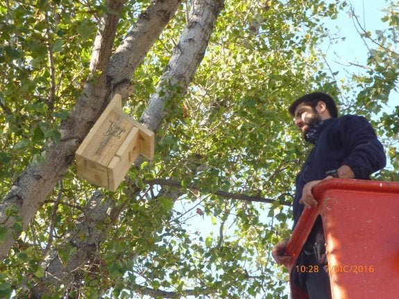 Uno de los técnicos coloca un nido en un árbol. :: LP