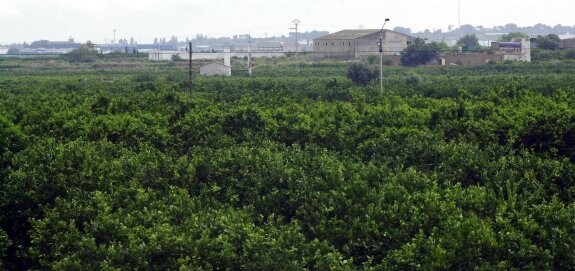 Huertos de naranjos que se entremezclan al fondo con edificios de poblaciones e industrias en La Ribera. :: damián torres