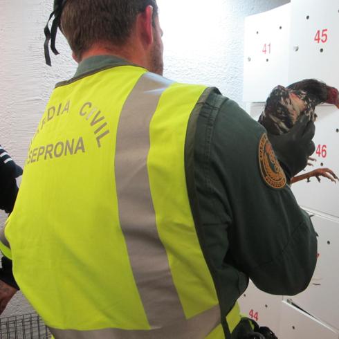 Uno de los gallos que iban a ser utilizados. 