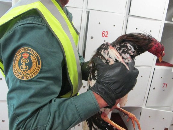 Un guardia civil de Valencia sujeta a uno de los gallos de pelea heridos. :: guardia civil