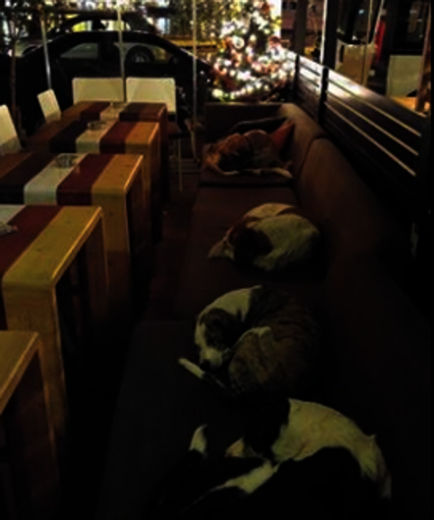 Esta cafetería abre sus puertas a los perros callejeros cada noche de invierno