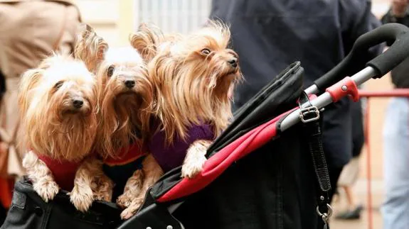 Animales bendecidos en Valencia. 