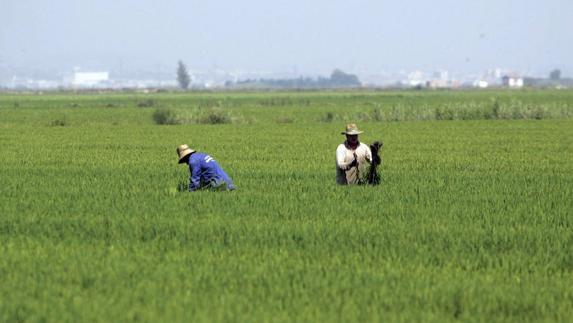 Dos agricultores trabajando en un arrozal.