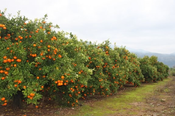 Un campo de naranjas situado en el término municipal de Pego, a la espera de ser recolectado. :: B. O.